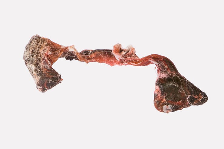 Fragment of the umbilical cord of the artist from the performance "Lifespan" (2018). Photo: Roberto Ibarra