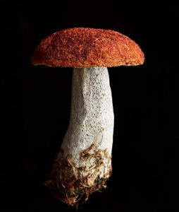 2-Amanda-Cobbett-Fungi-Andrew-Montgomery