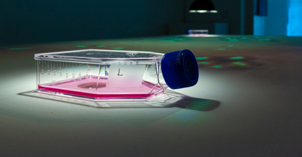 Immortality for Two, Marta de Menezes/ Luís Graça (2014). Exhibition view, Art Laboratory Berlin (2021). Photo: Tim Deussen