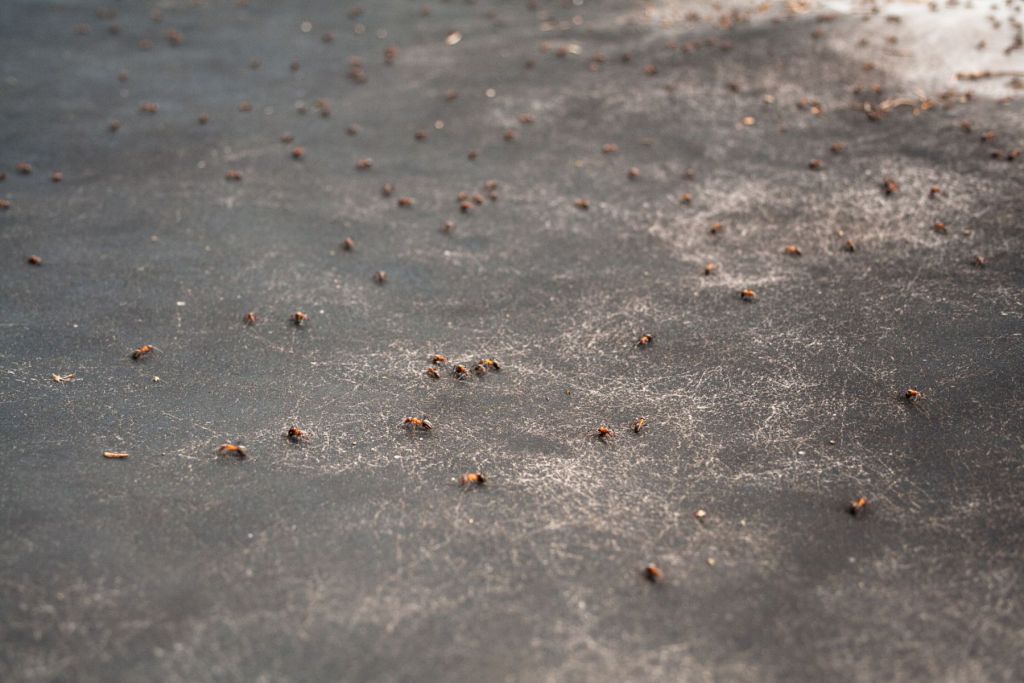 Naturantypie. Traces of ants & antroads on paper – Work in progress II, (2020-21